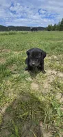 Green Collar , a male Cane Corso for sale in Springdale, WA – 5 of 6