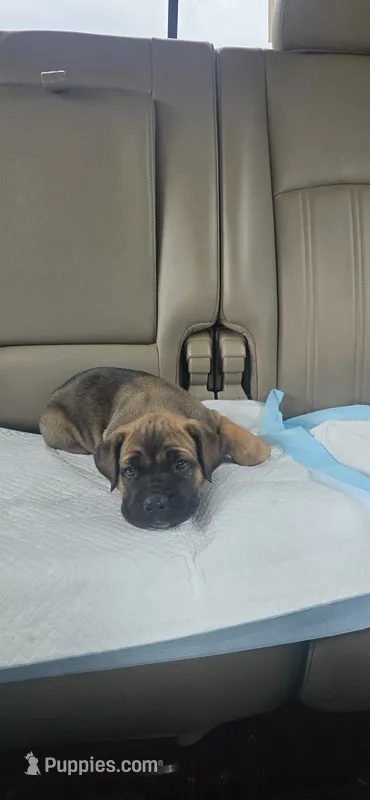 Brownie  – Cane Corso puppy for sale in Springdale, WA