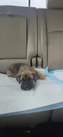 Brownie , a male Cane Corso for sale in Springdale, WA – 1 of 3