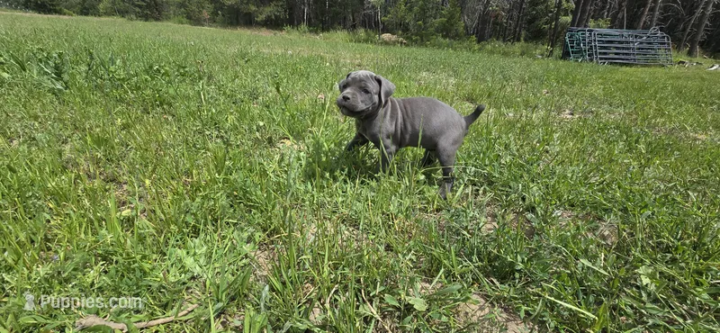 Blue (Gray)  – Cane Corso puppy for sale in Springdale, WA