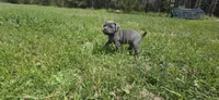 Blue (Gray) , a female Cane Corso for sale in Springdale, WA – 1 of 4
