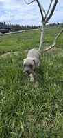 Pink Collar, a female Cane Corso for sale in Springdale, WA – 5 of 9