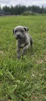 Blue Brindle , a female Cane Corso for sale in Springdale, WA – 3 of 7
