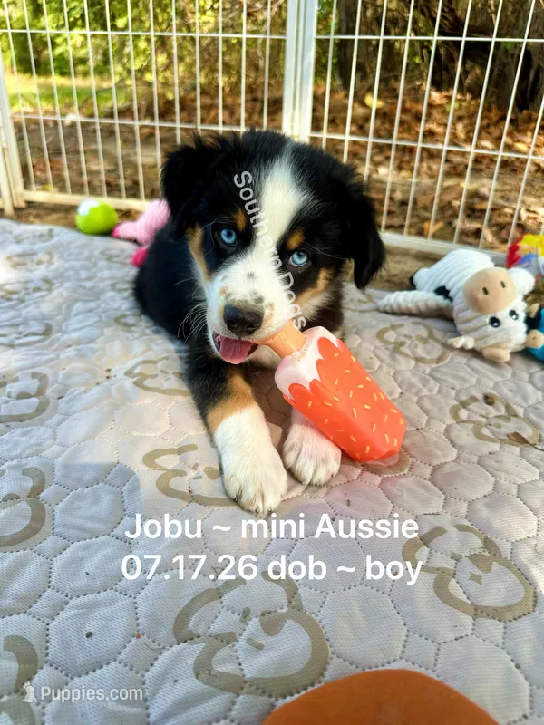 Jobu-bright blue eyes!! – Miniature Australian Shepherd puppy for sale in Wheaton, MO
