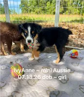 IvyAnne-one bright blue eye!!, a female Miniature Australian Shepherd for sale in Wheaton, MO – 2 of 7
