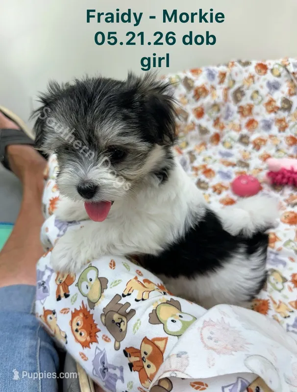 Fraidy – Morkie puppy for sale in Wheaton, MO