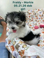 Fraidy, a female Morkie for sale in Wheaton, MO – 1 of 6