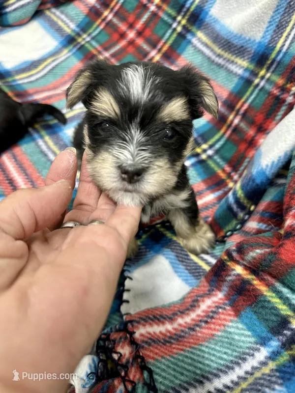 Keebler – Morkie puppy for sale in Wheaton, MO