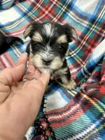 Keebler, a male Morkie for sale in Wheaton, MO – 2 of 9