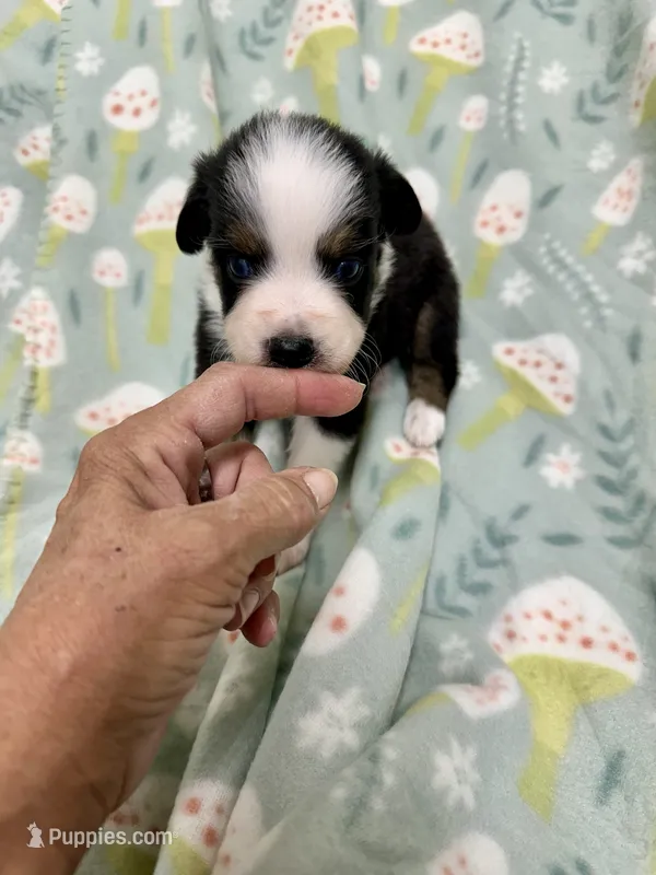 Jobu-bright blue eyes!! – Miniature Australian Shepherd puppy for sale in Wheaton, MO