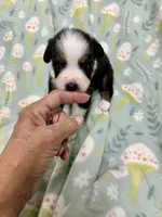 Jobu-bright blue eyes!!, a male Miniature Australian Shepherd for sale in Wheaton, MO – 1 of 4