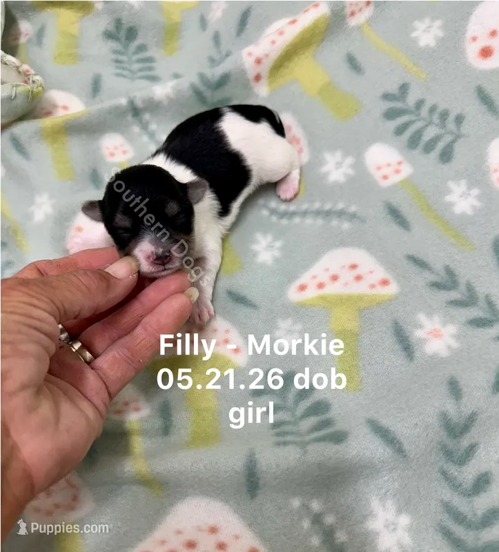 Filly – Morkie puppy for sale in Wheaton, MO