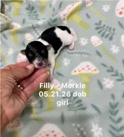 Filly, a female Morkie for sale in Wheaton, MO – 1 of 2