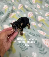 Gunner, a male Morkie for sale in Wheaton, MO – 1 of 2