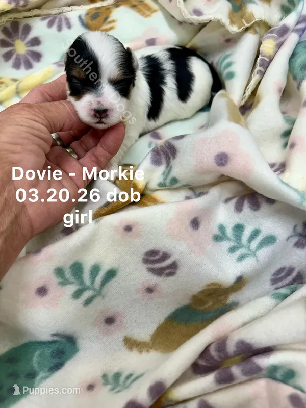 Dovie – Morkie puppy for sale in Wheaton, MO
