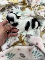 Dovie, a female Morkie for sale in Wheaton, MO – Photo 2 of 6