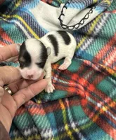 Dovie, a female Morkie for sale in Wheaton, MO – Photo 2 of 4