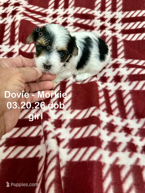 Dovie – Morkie puppy on hold in Wheaton, MO