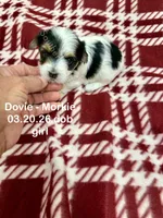 Dovie, a female Morkie for sale in Wheaton, MO – 1 of 8