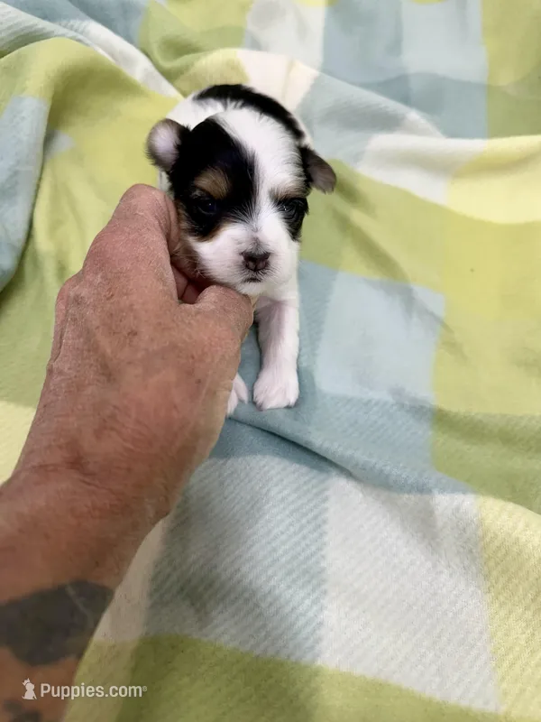 Dovie – Morkie puppy for sale in Wheaton, MO