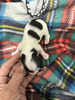 Dovie, a female Morkie for sale in Wheaton, MO – Photo 3 of 4