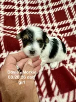Dovie, a female Morkie for sale in Wheaton, MO – 2 of 8