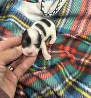 Dovie, a female Morkie for sale in Wheaton, MO – Photo 1 of 4