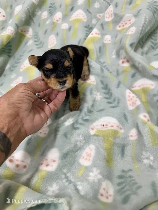 Krikey – Morkie puppy for sale in Wheaton, MO