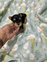 Krikey, a male Morkie for sale in Wheaton, MO – 5 of 9