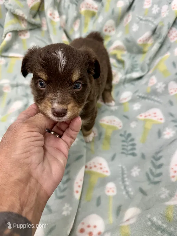 Idette – Miniature Australian Shepherd puppy for sale in Wheaton, MO
