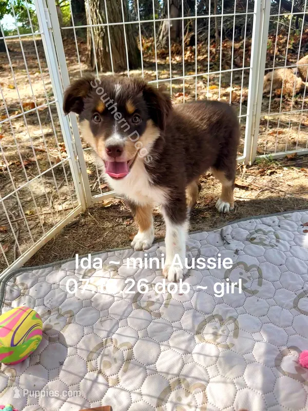 Ida – Miniature Australian Shepherd puppy for sale in Wheaton, MO
