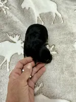 Adriel-MORKIEPOO, a female Poodle - Toy  and Morkie for sale in Wheaton, MO – Photo 2 of 3