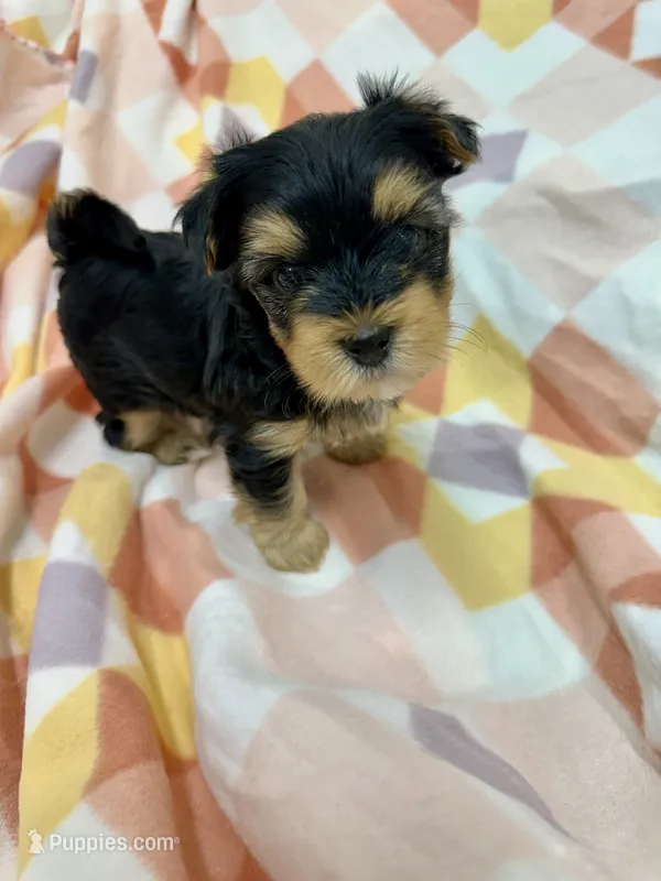 Krikey – Morkie puppy for sale in Wheaton, MO