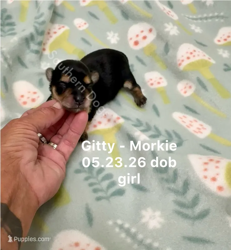 Gitty – Morkie puppy for sale in Wheaton, MO