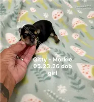 Gitty, a female Morkie for sale in Wheaton, MO – 1 of 2