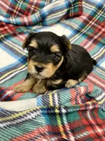 Krikey, a male Morkie for sale in Wheaton, MO – 4 of 9