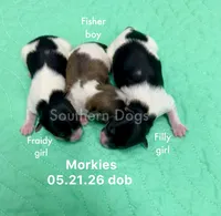 Filly, a female Morkie for sale in Wheaton, MO – 2 of 2