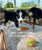 Jobu-bright blue eyes!!, a male Miniature Australian Shepherd for sale in Wheaton, MO – 2 of 7