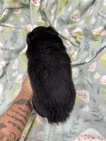 Inky-one bright blue eye!!, a male Miniature Australian Shepherd for sale in Wheaton, MO – 2 of 4