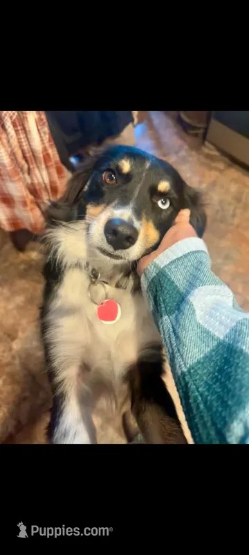 Rey! – Miniature Australian Shepherd puppy for sale in Wheaton, MO