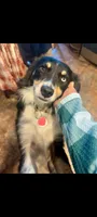Rey!, a female Miniature Australian Shepherd for sale in Wheaton, MO – 1 of 10