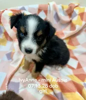 IvyAnne-one bright blue eye!!, a female Miniature Australian Shepherd for sale in Wheaton, MO – 3 of 7