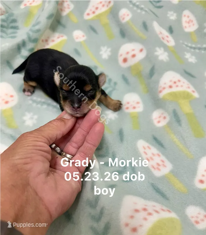 Grady – Morkie puppy for sale in Wheaton, MO