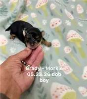 Grady, a male Morkie for sale in Wheaton, MO – 1 of 2