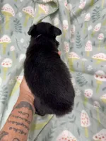 IvyAnne-one bright blue eye!!, a female Miniature Australian Shepherd for sale in Wheaton, MO – 2 of 4