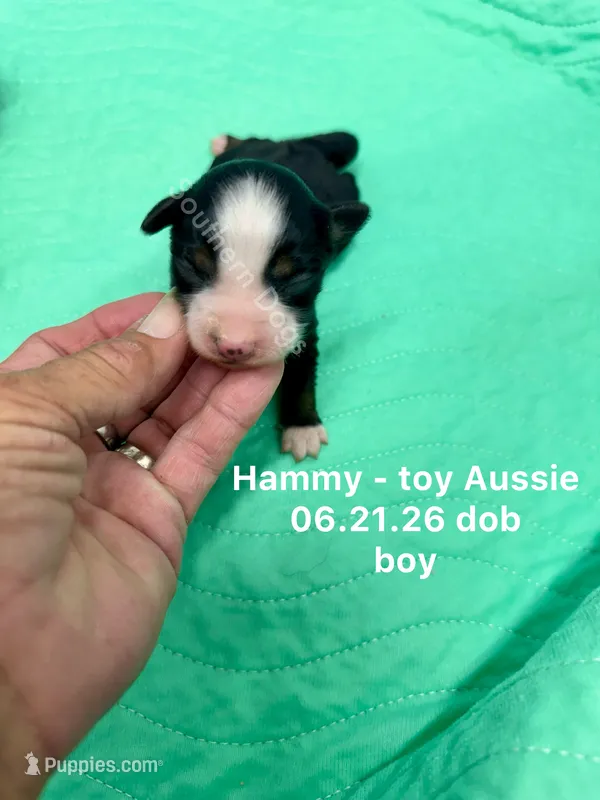 Hammy – Toy Australian Shepherd puppy for sale in Wheaton, MO