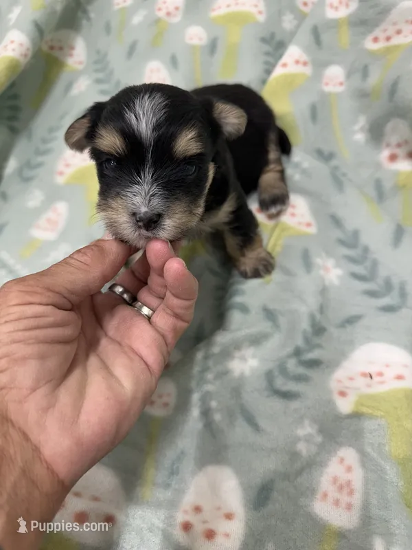 Keebler – Morkie puppy for sale in Wheaton, MO