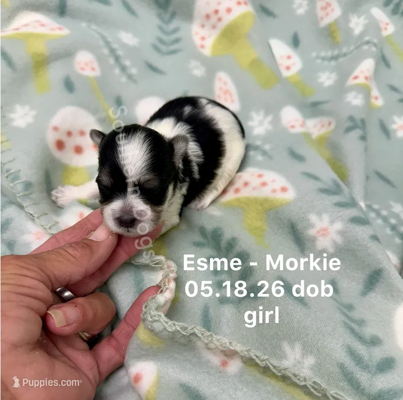 Esme – Morkie puppy for sale in Wheaton, MO