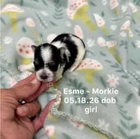 Esme, a female Morkie for sale in Wheaton, MO – 1 of 2