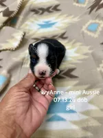IvyAnne, a female Miniature Australian Shepherd for sale in Wheaton, MO – 1 of 2
